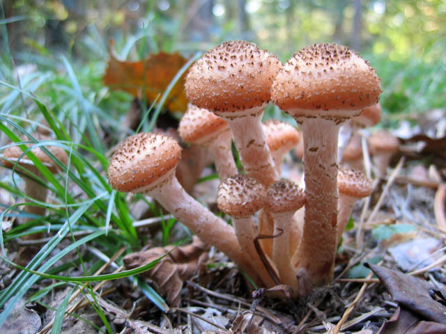 Il Genere Armillaria
